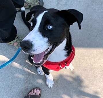 Photo of Scout