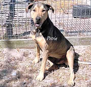 Photo of Petrie