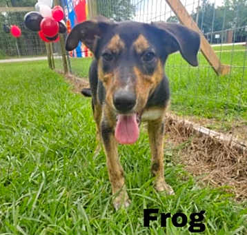 Photo of Frog