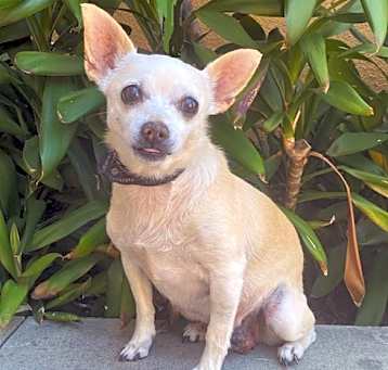 Photo of Misty