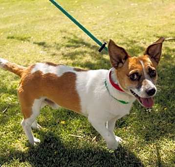 Photo of ARCHIE