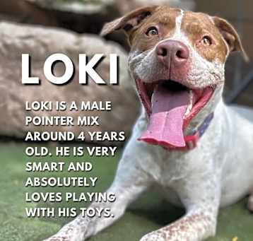 Photo of Loki
