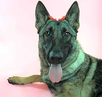 Photo of TRAVIESA