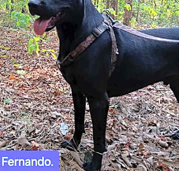 Photo of Fernando
