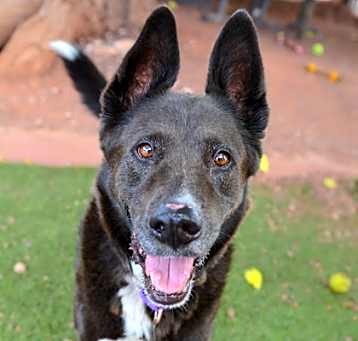 Photo of Max *Sponsored, good with dogs