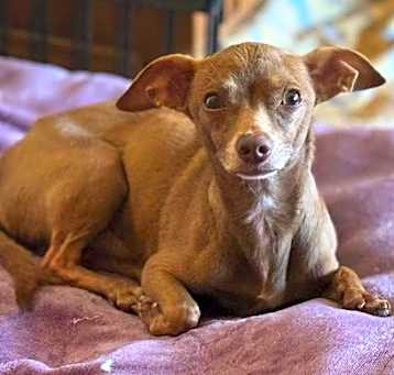 Photo of Brownie