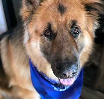 Photo of Maximus