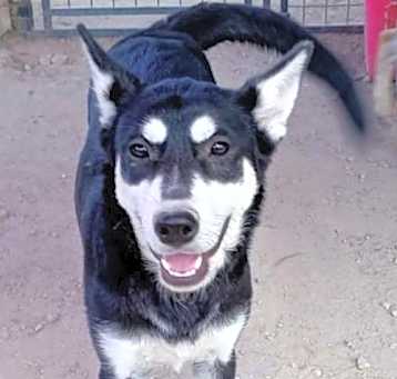 Photo of Mila