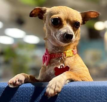 Photo of Sissy