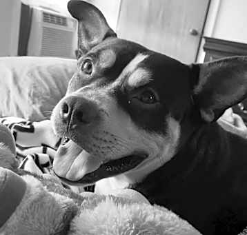 Photo of Baxter