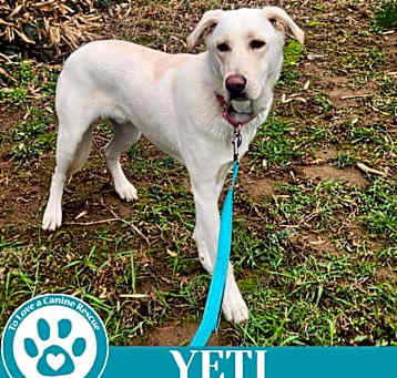 Photo of Yeti (Cartoon Cuties) 072024