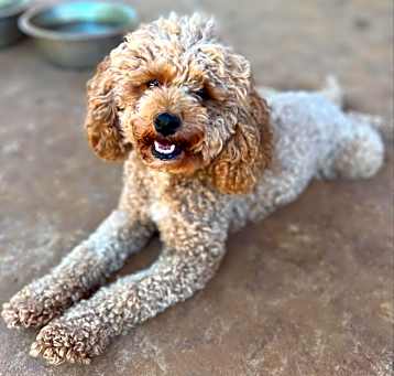 Photo of Ruby