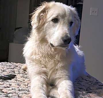 Photo of Bodhi