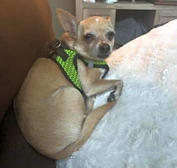 Photo of Chico