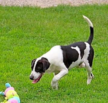 Photo of Ozzie