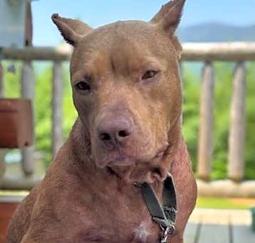 Photo of Romeo