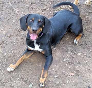 Photo of Gunner from TEXAS