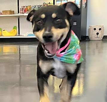 Photo of Ivy