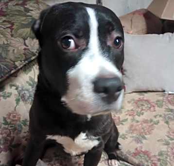Photo of Hank