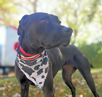 Photo of Violet