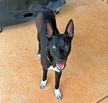 Photo of Stella