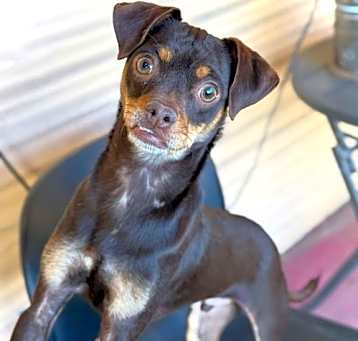Photo of Kahlua