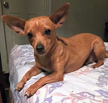 Photo of Boggie