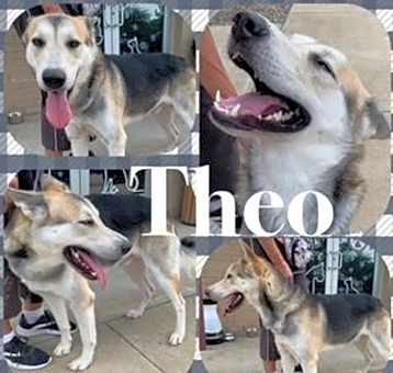 Photo of Theo