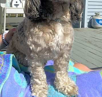 Photo of Bear