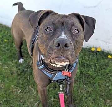 Photo of Roxie