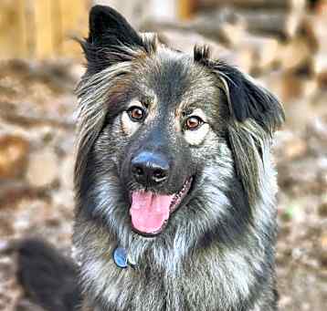 Photo of Smokie