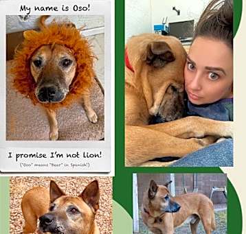 Photo of OSO  – 11 YEAR MALE CHOW MIX