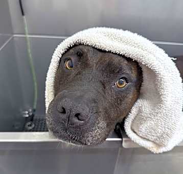 Photo of Coco - in search of Forever Foster