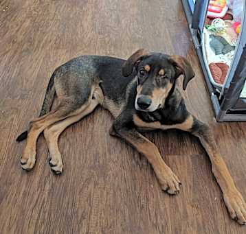 Photo of Odin, family dog