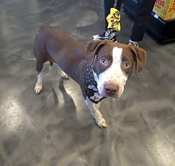 Photo of Huxley