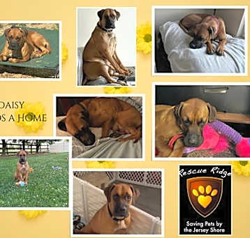 Photo of Daisy