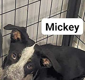 Photo of Mickey