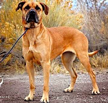 Photo of Callie