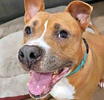 Photo of Benny (in foster)