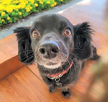 Photo of Lucky
