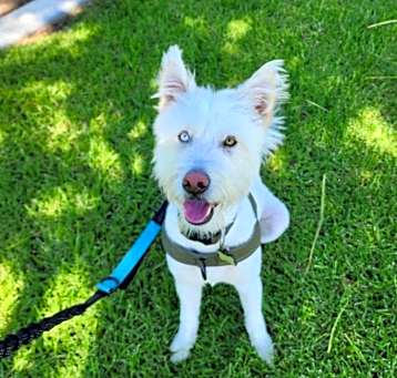 Photo of Enzo