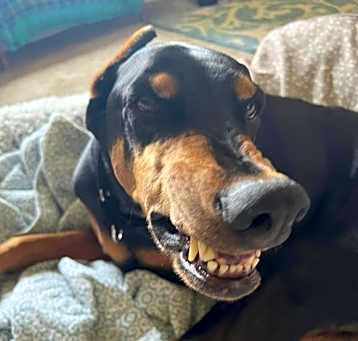 Photo of Raider