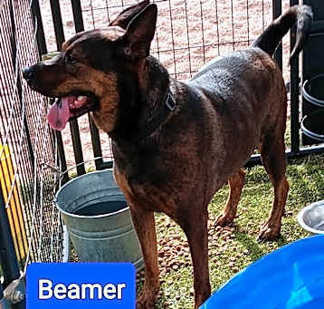 Photo of Beamer (New Mexico green)