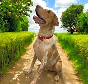 Photo of Wyatt