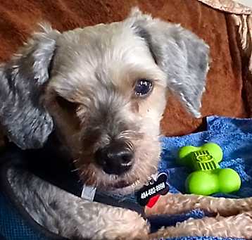 Photo of Boomer
