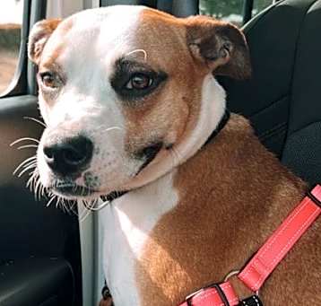 Photo of Pippa
