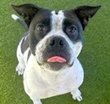 Photo of Daffodil
