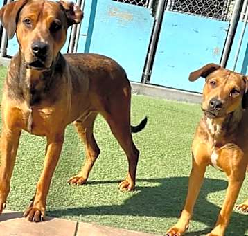 Photo of EMBER & BAILEY