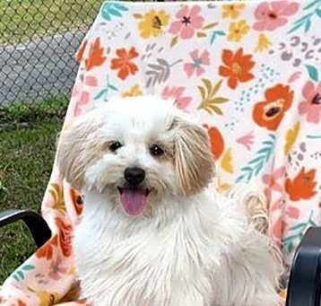 Photo of Toodles