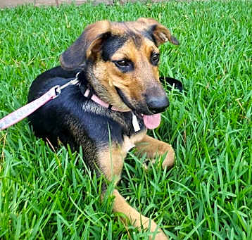 Photo of Remi